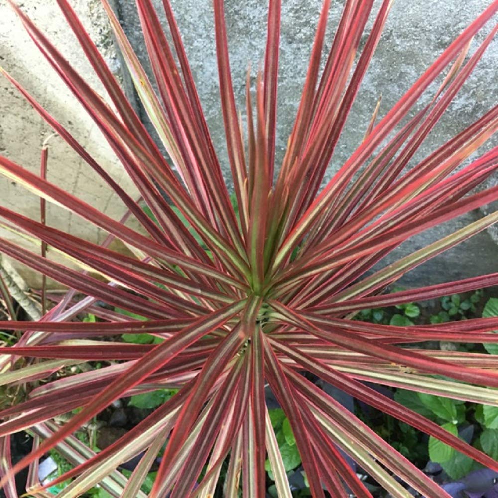 Houseplant - Dracaena Marginata Colorama Plant - Tri-Color Dragon Tree - Indoor Yard - Live Plant - Home and Garden - N6