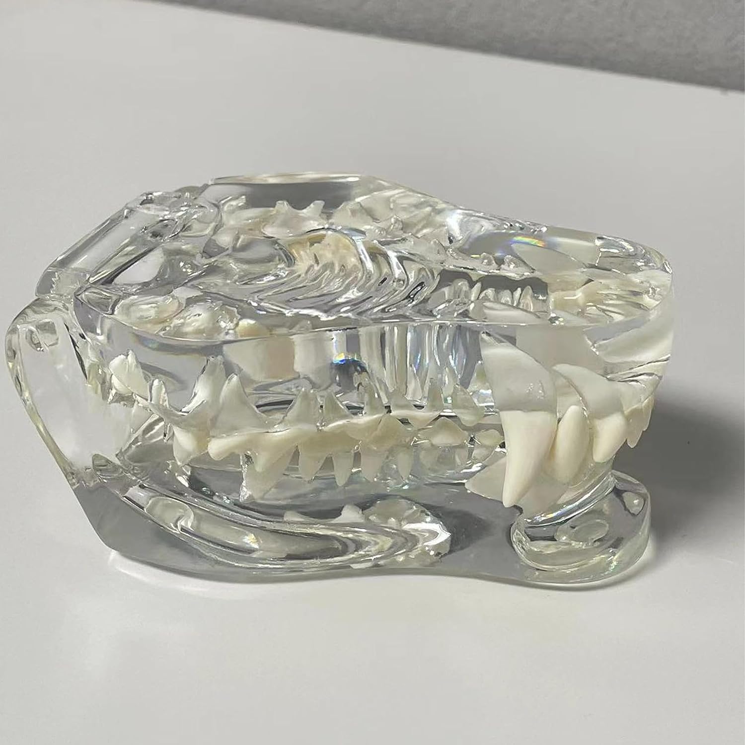 AMITD Modelo transparente Canine & Cat Teeth Model: Anatomía dental para la educación veterinaria y la decoración clínica