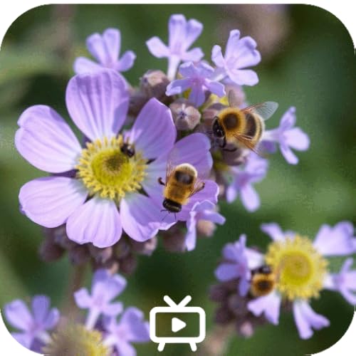 Flowers and Bees - Relaxing Screensaver For Fire TV