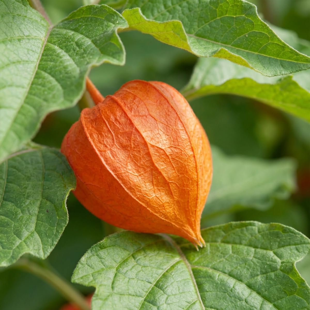 Bloomique - Juego de 6 - Physalis Alkekengi Franchetii - Planta linterna - Resistente al invierno - Perenne - 10-20 cm de altura - Maceta de 9 cm