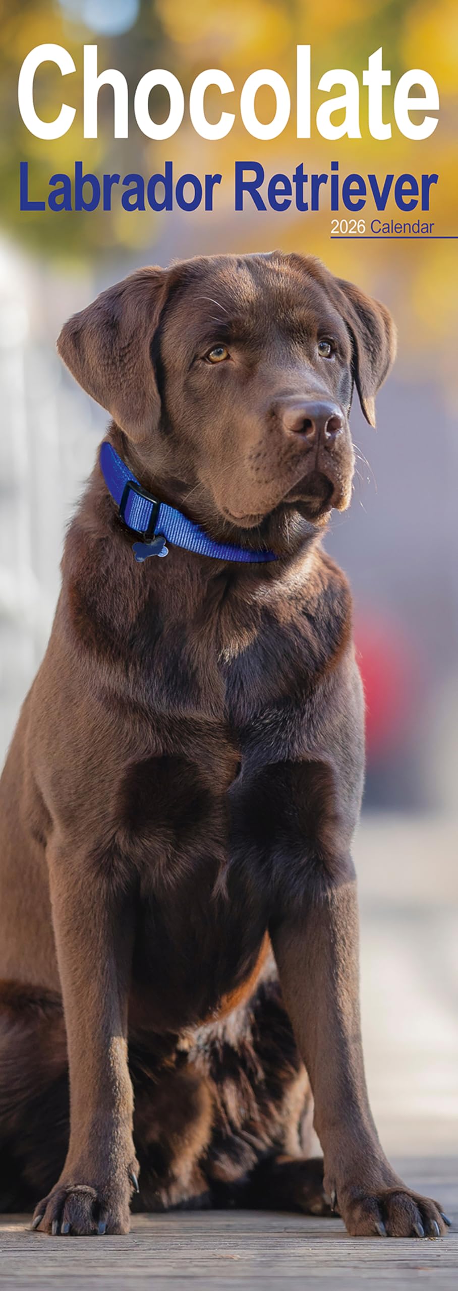 Chocolate Labrador Retriever Slim 2026 Calendar | Slimline Wall Calendar | Dog Breed Gift | Plastic Free Packaging | by Avonside Publishing