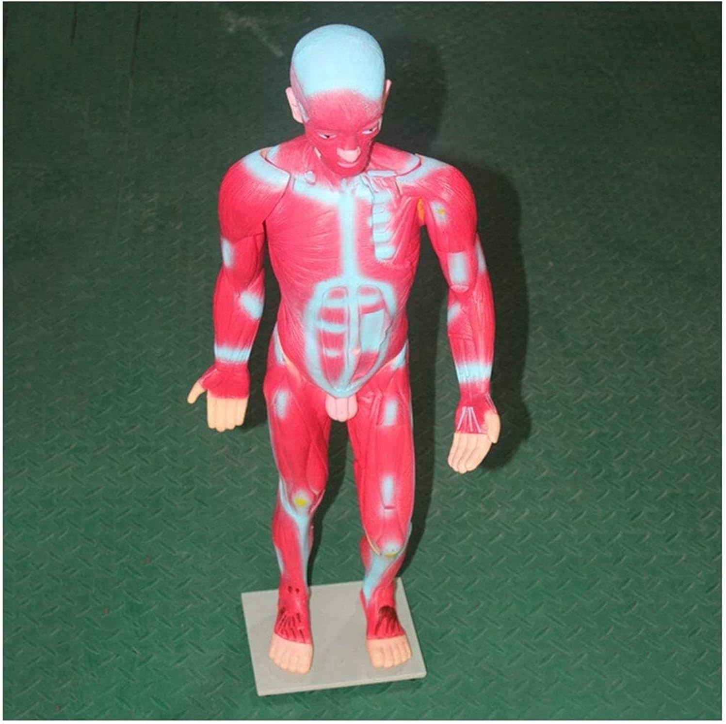 Medical Anatomical Model, Human Muscle Model Muscle Figure Anatomy