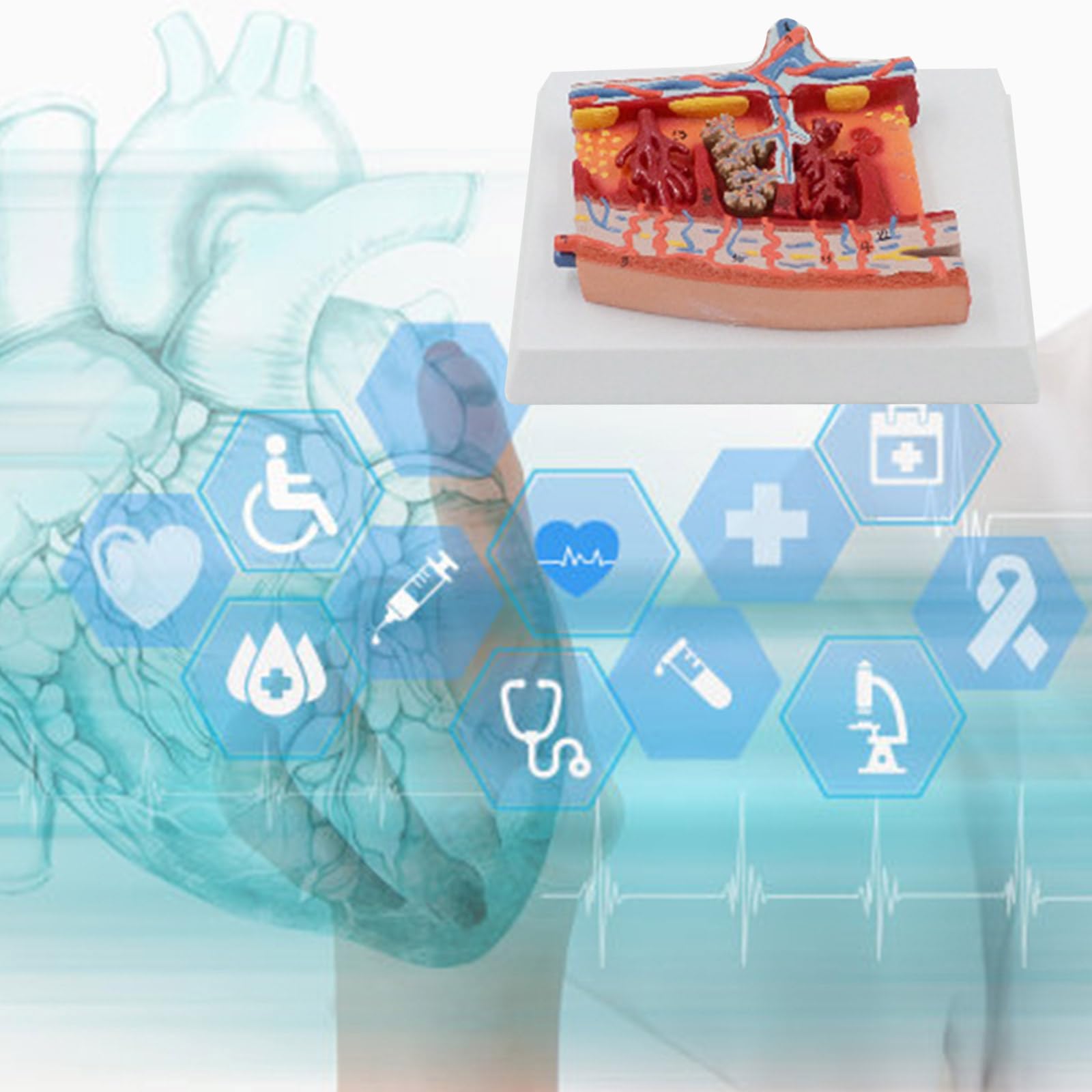 Xiaoxu Modèle Anatomique du Placenta pour l'étude des Maladies, Anatomie du Placenta Humain, Outil visuel pédagogique médical pour la Structure des Organes