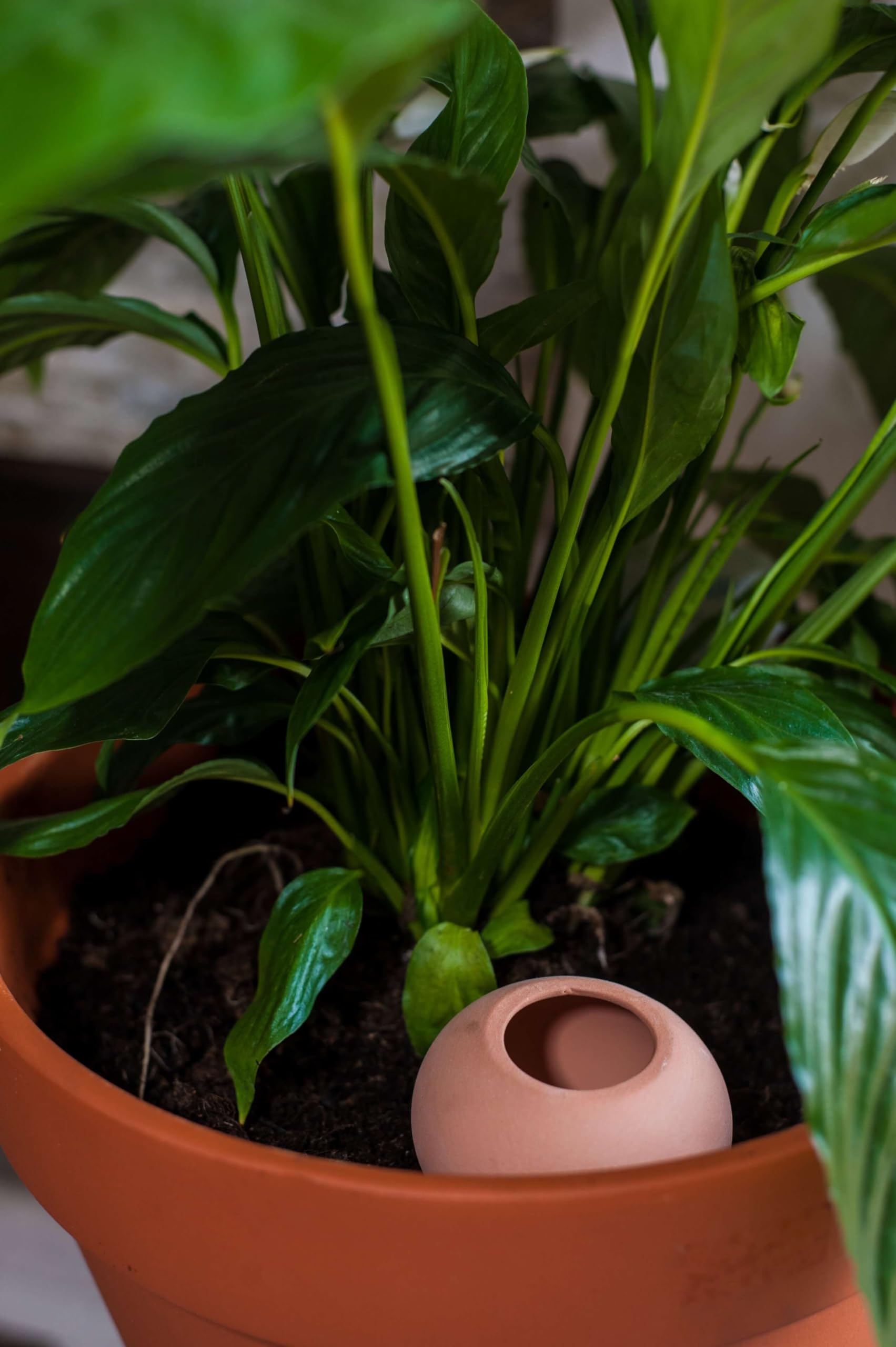 Oyas a 3 Oyas à Planter de 300 ML en Terre Cuite avec Couvercle - ollas pour Plante intérieure et extérieure - Goutte à Goutte par capilarité