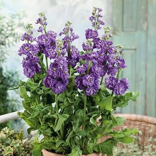 Eden Brothers Stock Seeds - Miracle Blue Mid