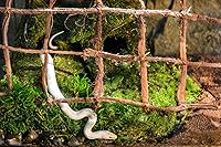 Vista 4 de Galápagos (05213) Terrario verde musgo esfagnum, natural, 4 cuartos de galón