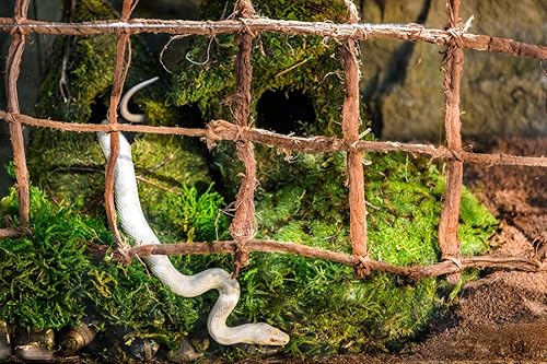 Miniatura 5 de Galápagos (05213) Terrario verde musgo esfagnum, natural, 4 cuartos de galón