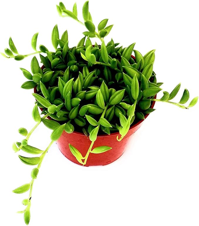 Fat Plants San Diego Succulent Plant(s) Trailing Succulent