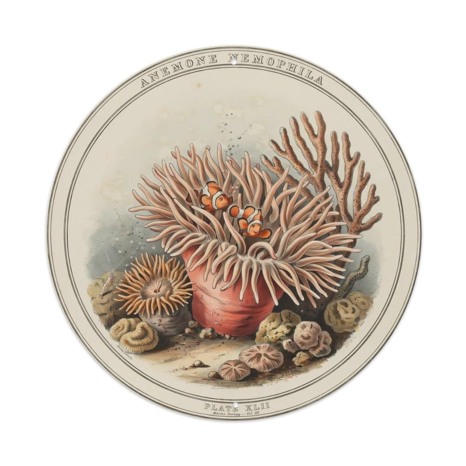 Vintage Sea Anemone Coral Metal Tin Sign Plaque