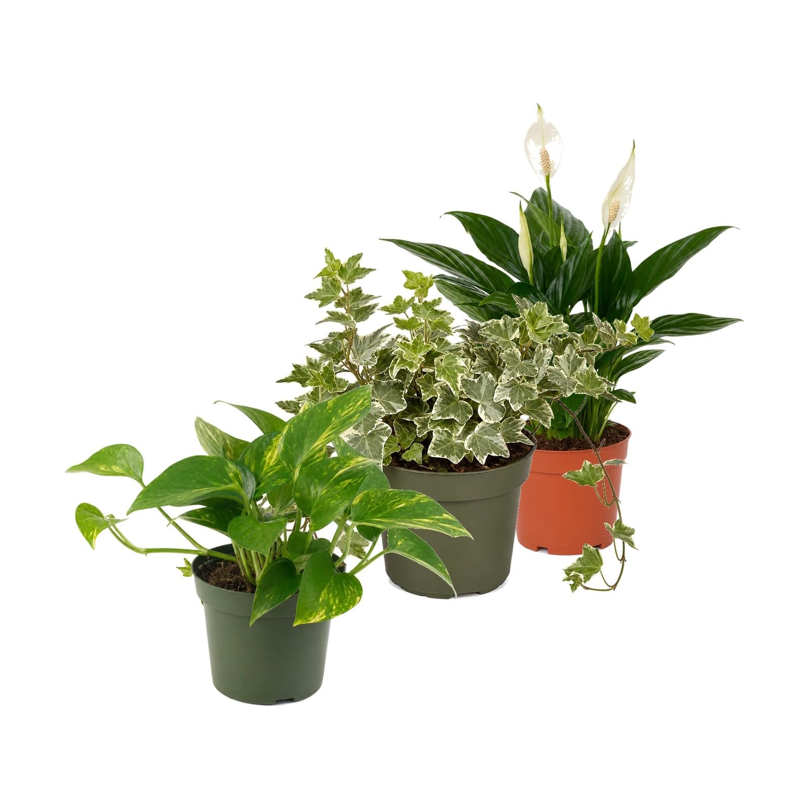 Pack 3 Plantas: Poto Verde, Hiedra Variegada y Espatifilo DECOALIVE