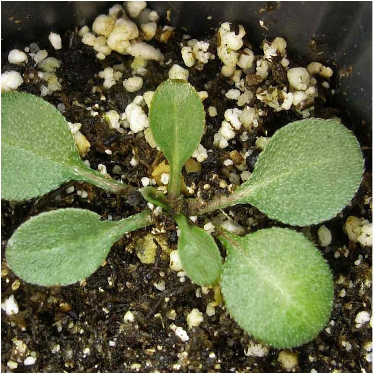 Everwilde Farms - 1 Lb Mexican Hat Native Wildflower Seeds - Gold Vault