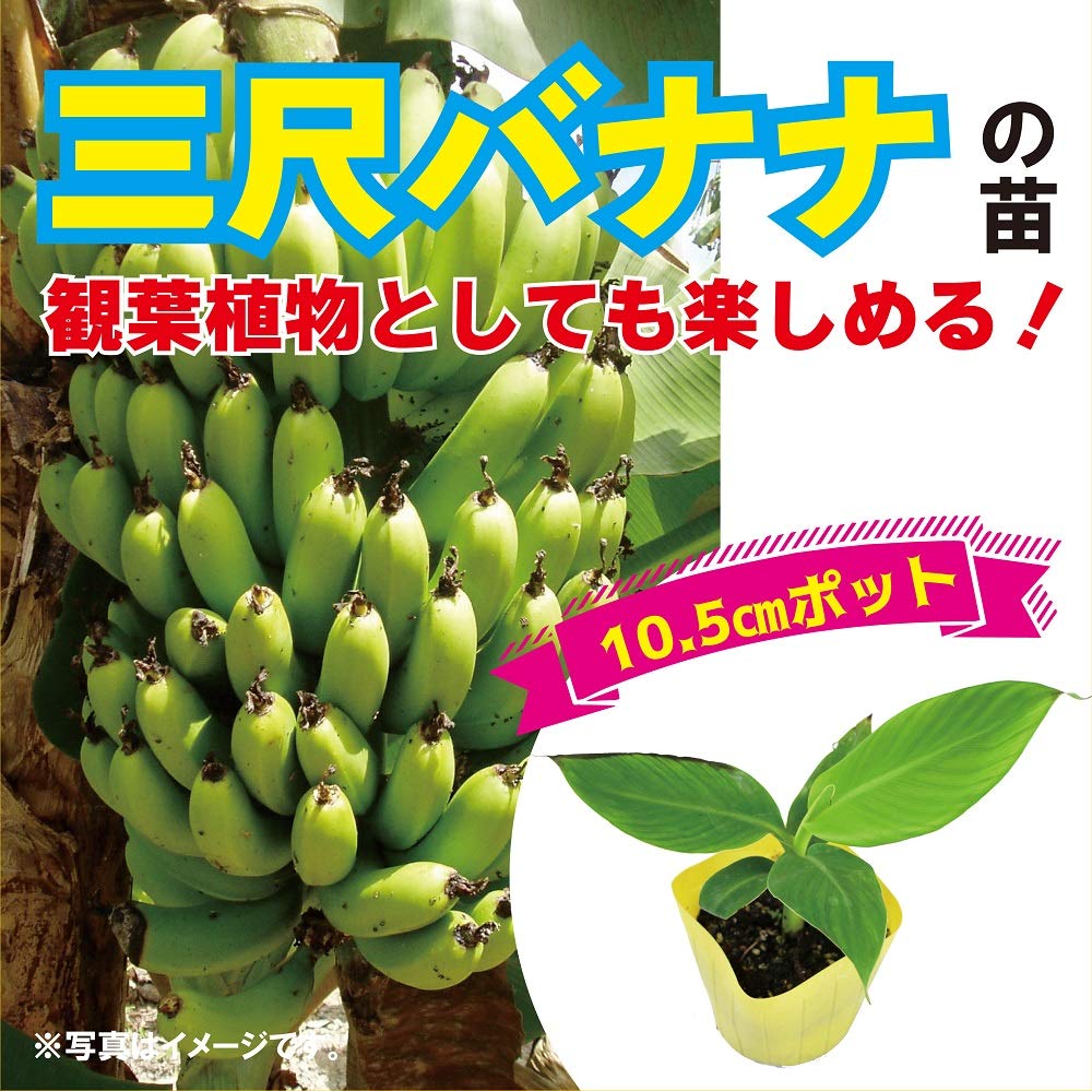 開花用200㎝南米の至宝◇サンタカタリーナ。バナナ苗◇低木。早生で 