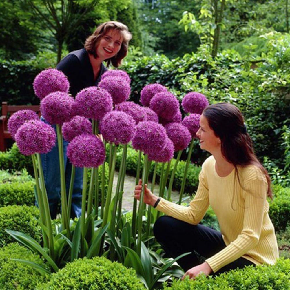 50pcs Giant Allium Giganteum Onion Flower Seeds, Dreamlike Purple Flower For Garden Spring Plant Decoration