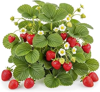 12 Ozark Beauty Strawberry Plants – Everbearing Strawberry Runners – Sweet, Large Red Berries – Cold Hardy, High Yield Strawberry Plants for Home Gardens (One Dozen Live Plants)