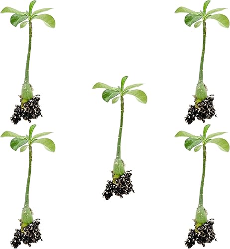 Miniatura 8 de ragnaroc Suculentas vivas  Adenium Obesum Desert Rose +6 pulgadas de alto 2 pulgadas Plug  2ct  Color cuando florece puede ser rosa o rojo, Bonsai