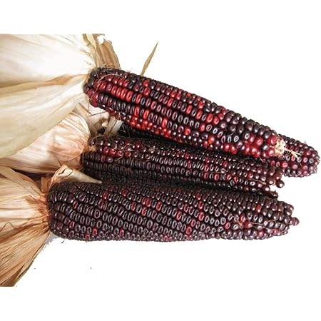 Amazon Com Seneca Red Stalker Corn 50 Seeds Patio Lawn Garden