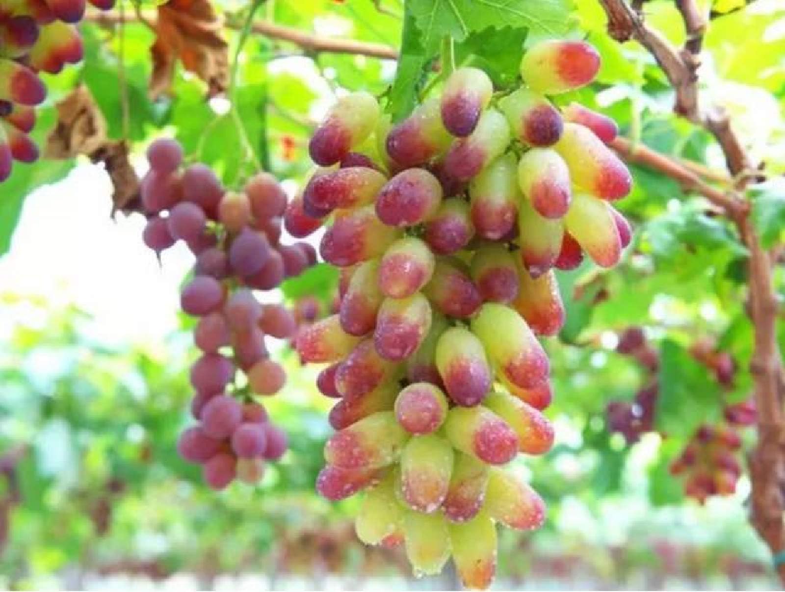 30PCS Rare Finger Grape Seeds Advanced Fruit Seed Natural Growth Grape Delicious