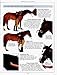 The Complete Horse Care Manual: The Essential Practical Guide To All Aspects Of Caring For Your Horse
