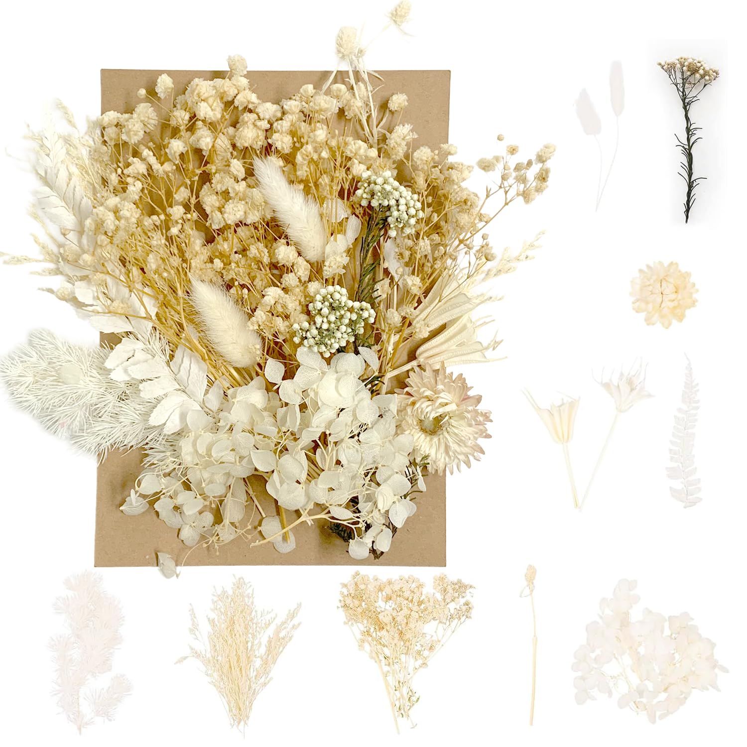 Fleurs Séchées Naturelles - Lot Pour DIY, Résine, Scrapbooking - Blanc - Décoration Maison Et Artisanat