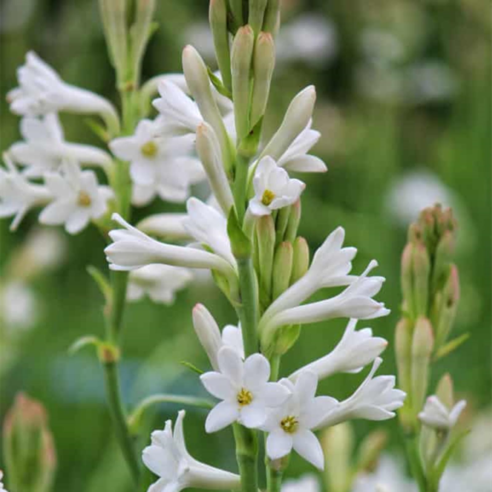 Tuberose Bulbs, Plant Bulbs, Wedding Flowers, Excellent Display Indoor, Tuberose Bulbs Bulk,Flowering Rhizome, Perennial Balcony Garden Bulbs, Tuberose Plant, Tuberose Bulbs for Sale, 4Bulbs-H