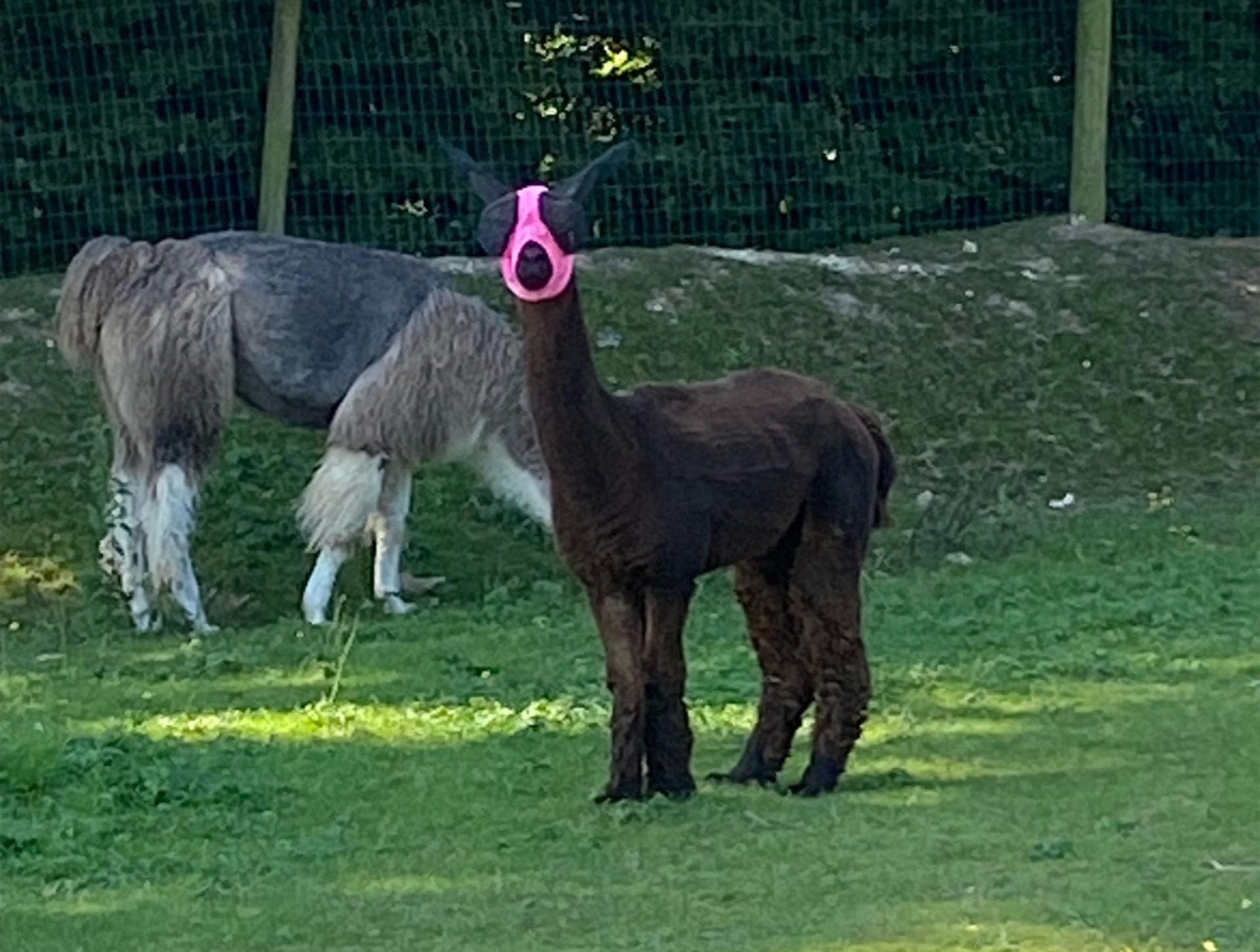 Ruggles Lycra Pull On Fly Mask With Ears for Alpacas and Sheep - Eye Protection from Bugs and Insects (Pink, Alpaca-Sheep Large)