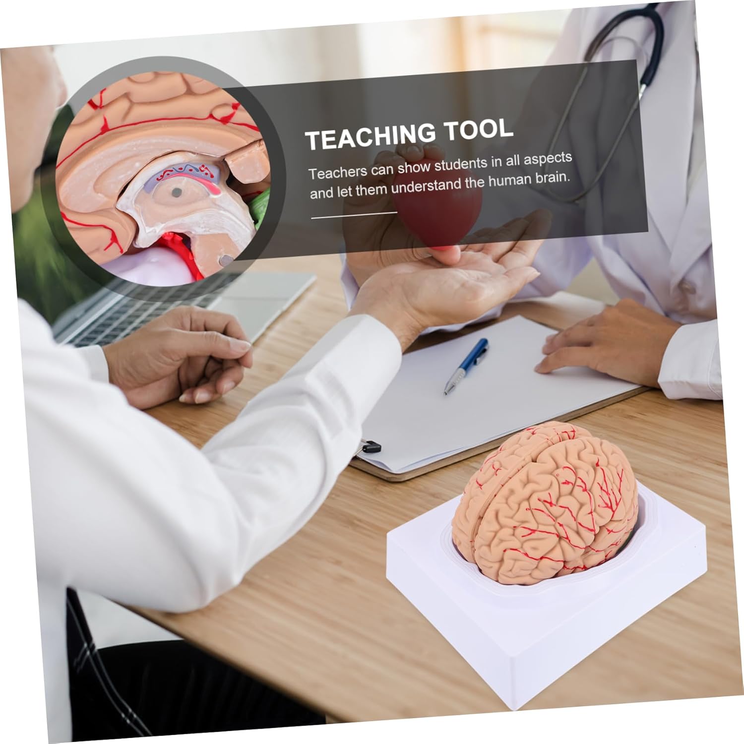 1Pc Anatomy Cranial Model Scientific Brain Model for Medical Research and Teaching Construction Detailed Part Structure for Education