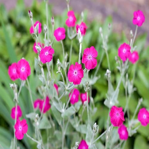 QAUZUY GARDEN 200 semillas Rose Campion Magenta Silver Catchfly Lychnis Silene Coronaria, plantas aptas para las abejas, bajo mantenimiento