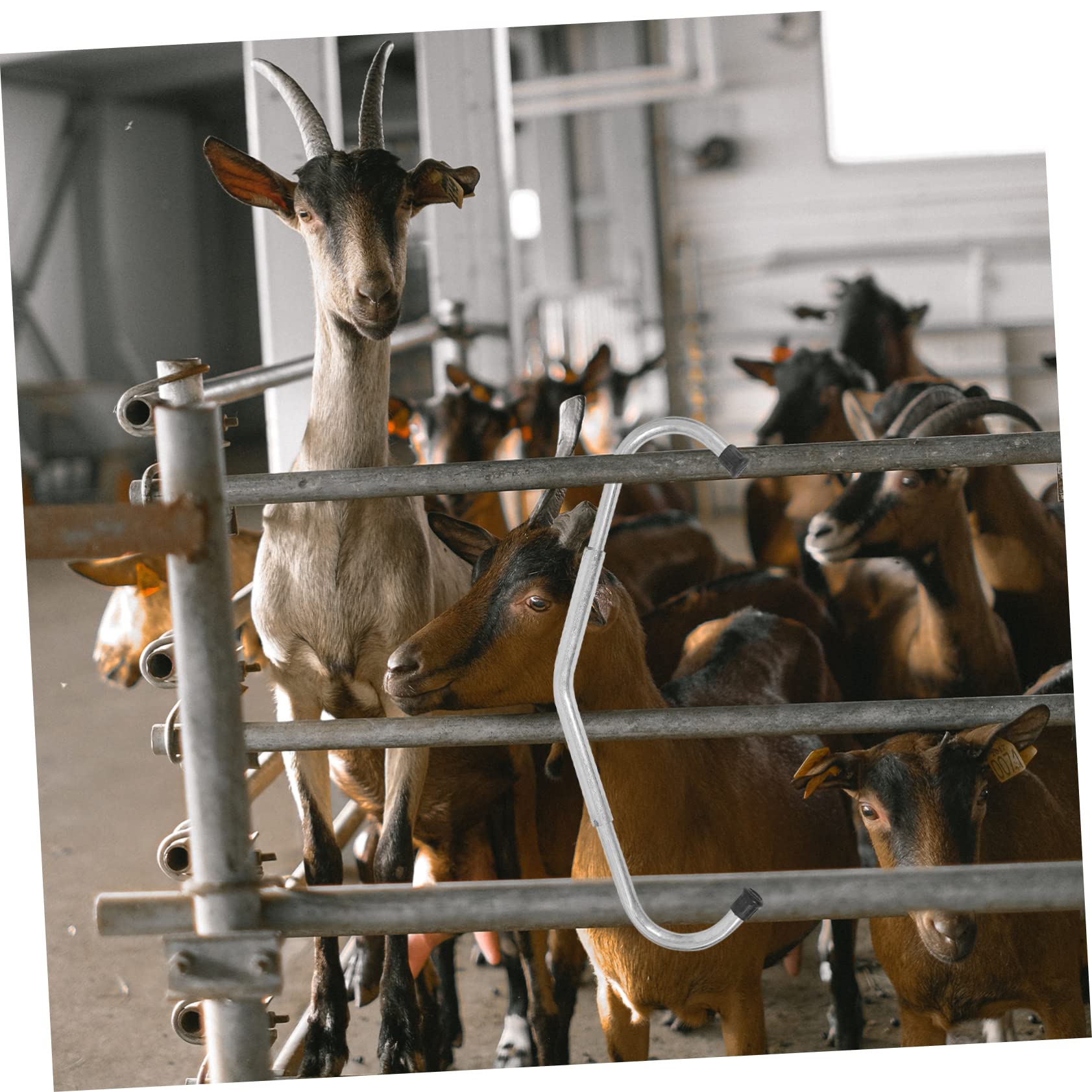 Bastone Anti-calci per Bovini Regolabile Zincato Argento | Uso per Fattoria Domestica, Struttura Robusta, Accessorio per Allevamento e Gestione Bestiame