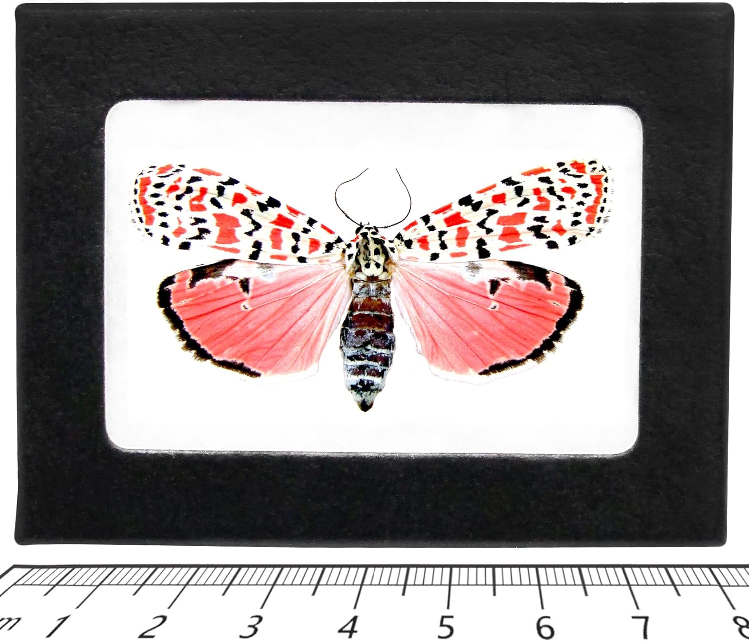 BicBugs Utethesia ornatrix PINK FORM moth Florida USA