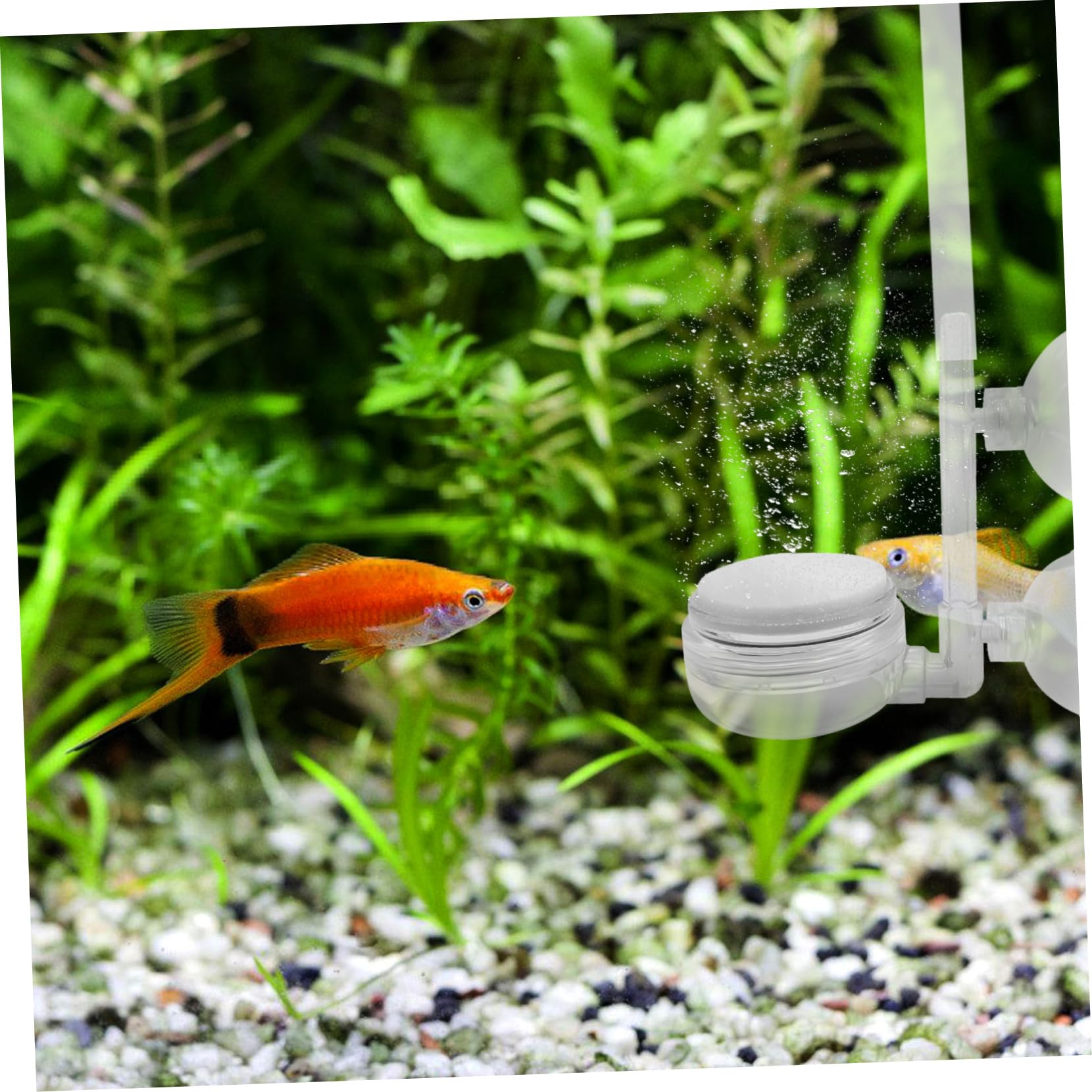 Yardwe 15 Piezas de oxigeno Almohadilla de burbujeo de Base Redonda Piezas del burbujeador del Acuario Purificación de Acuario aireador de Acuario difusor de Acuario PD
