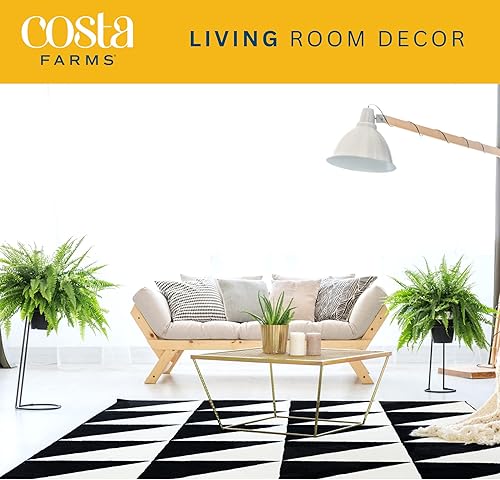 Miniatura 4 de Costa Farms Kimberly Queen Helecho de 36 pulgadas de alto, planta de interior viva