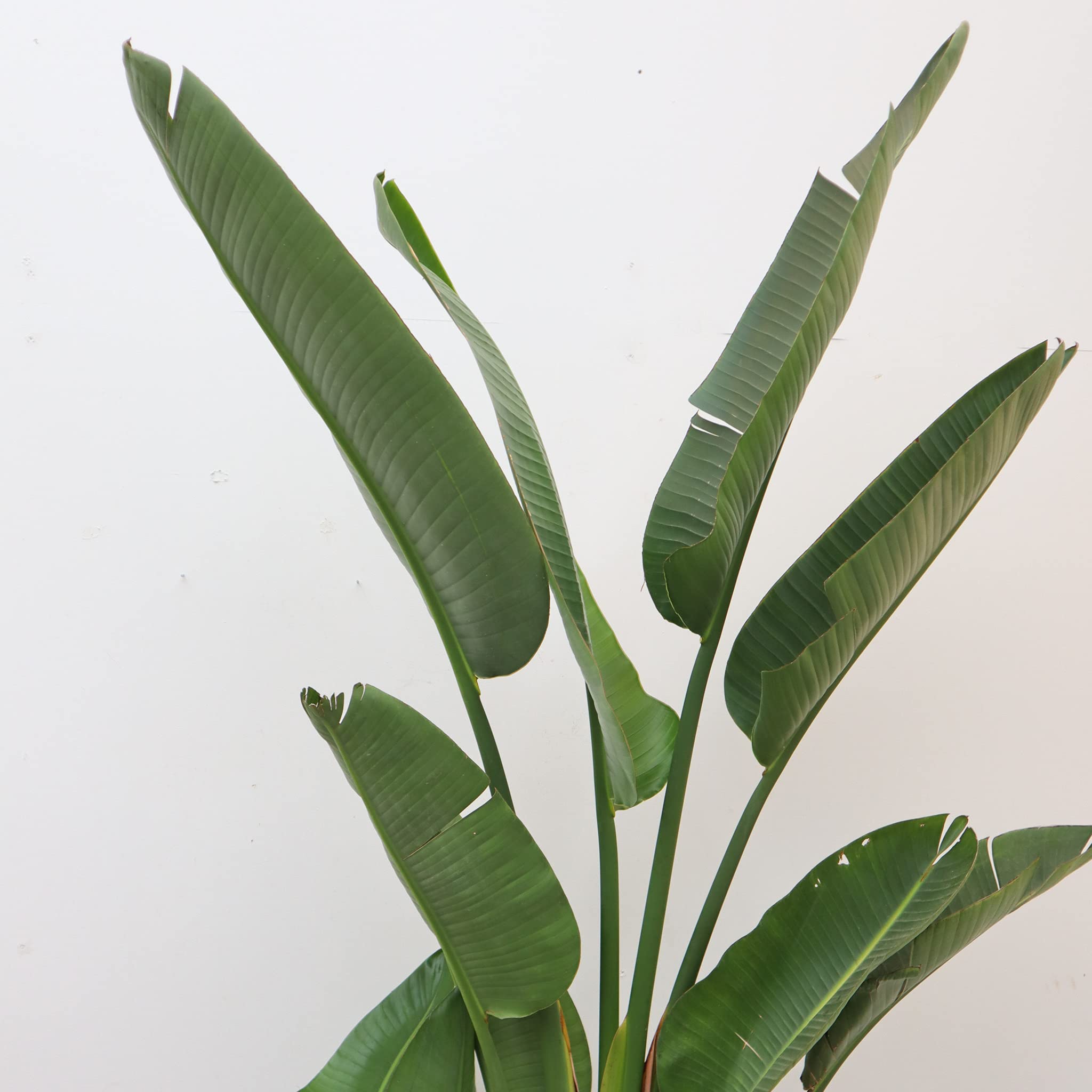 Strelitzia Augusta - 250 cm : Amazon.de: Garden