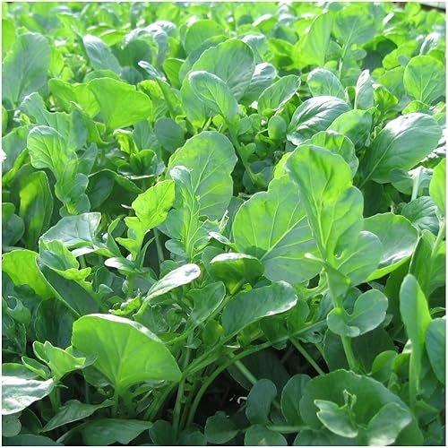 Upland Cress 1000 Seeds Creacy Greens (Barbarea verna) Sin OMG - reliquia