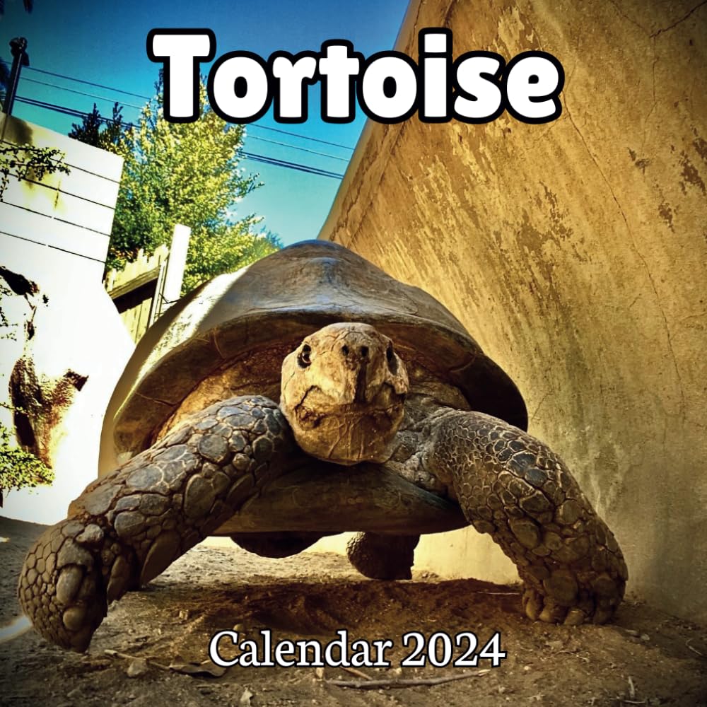 Tortoise Calendar 2024 16 Months Organizer For Home & Office Organizer