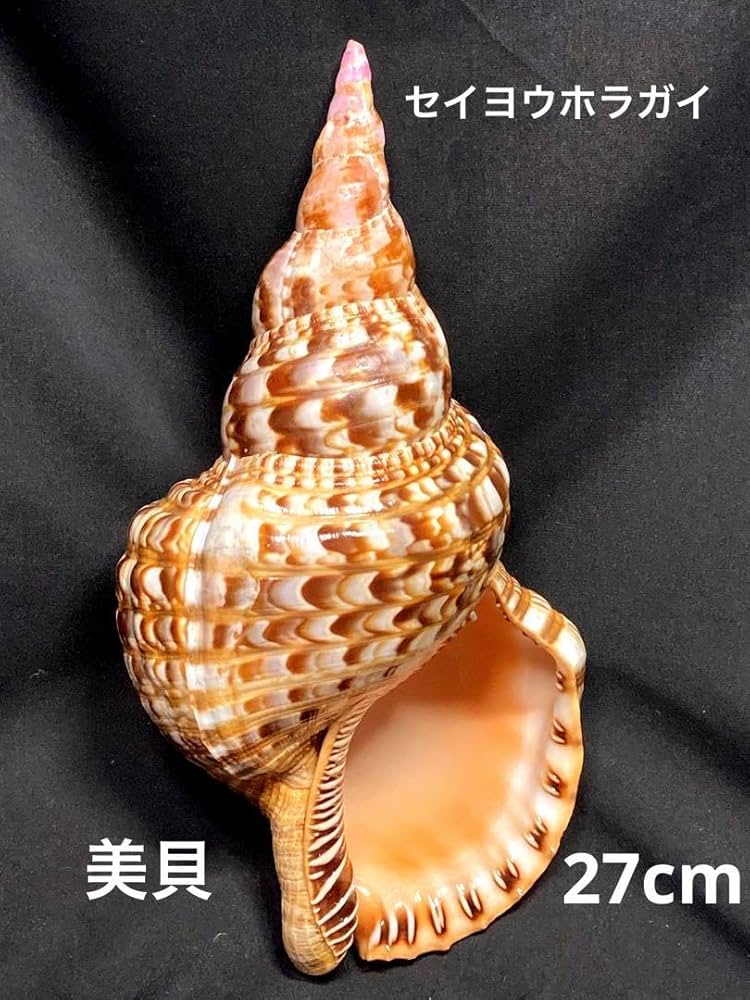 法螺貝(ホラガイ)2個セット 法螺貝(ホラガイ)2個セット 法螺貝 2個 約30cmと約33cm級