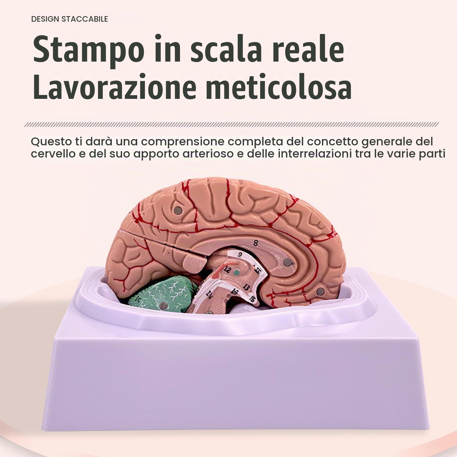 Modello cerebrale Modello di 8 parti del cervello umano con 32 identificatori digitali Dimensioni della vita Anatomia umana per lo studio di classe Science Disposizione di insegnamento dell'anatomia