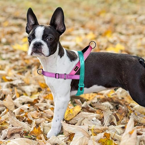 Miniatura 10 de Didog Arnés para perro sin tirones con mango acolchado suave, ajuste rápido y ligero ajustable, fácil de entrenar y caminar para perros pequeños,