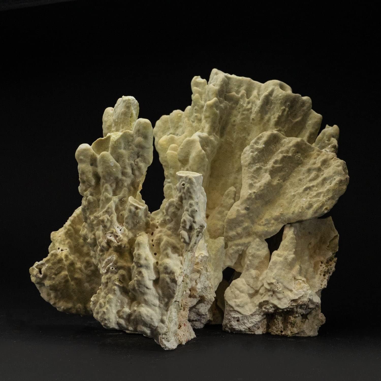 Genuine Natural Green Fire Coral (11.5" 13.8 lbs) COR-FR-27 : Patio, Lawn & Garden