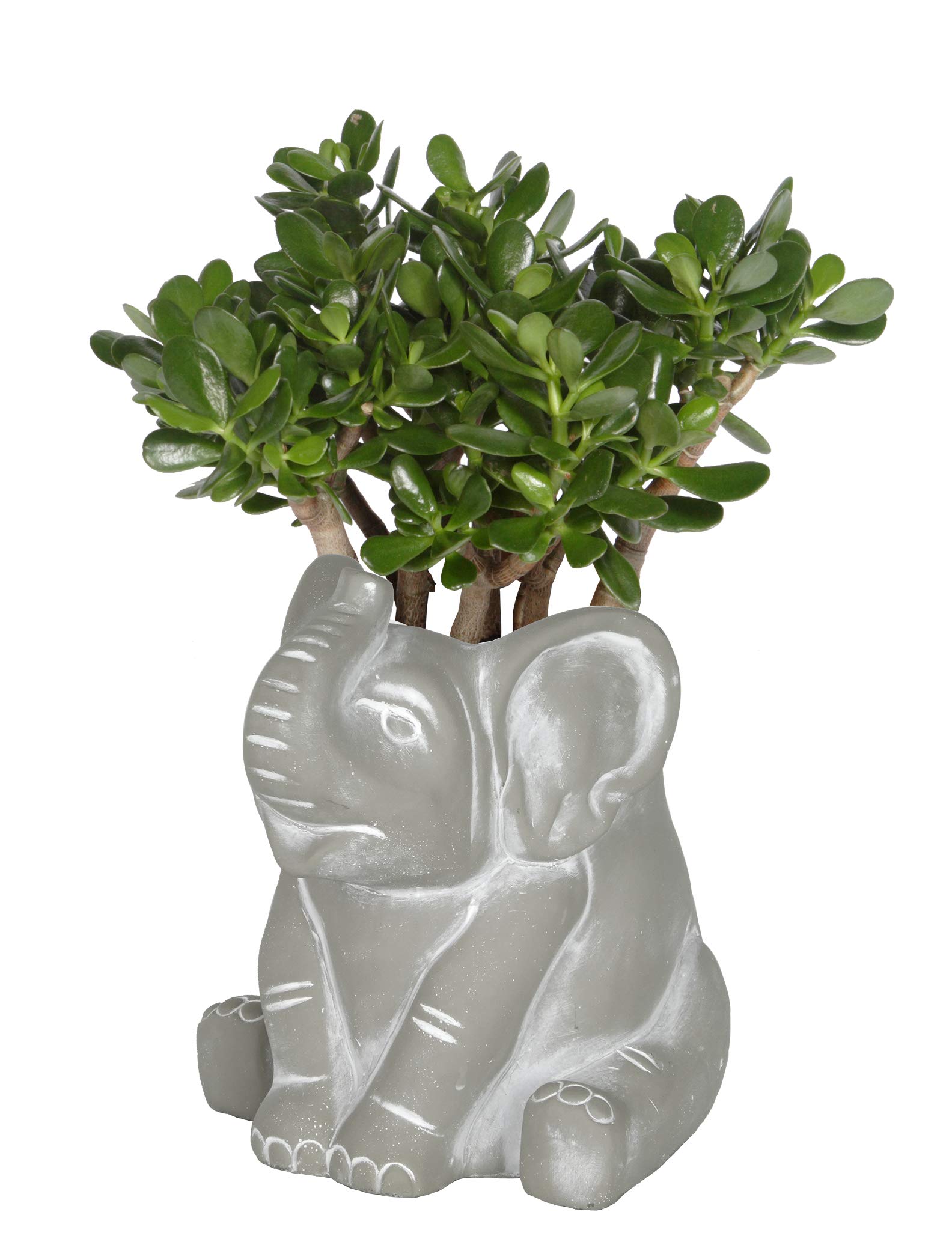 Classic Home and Garden Cement Buddies Pot de Fleurs d'intérieur/extérieur avec Trou de Drainage Éléphant Taille S (16,5 cm) Gris Naturel
