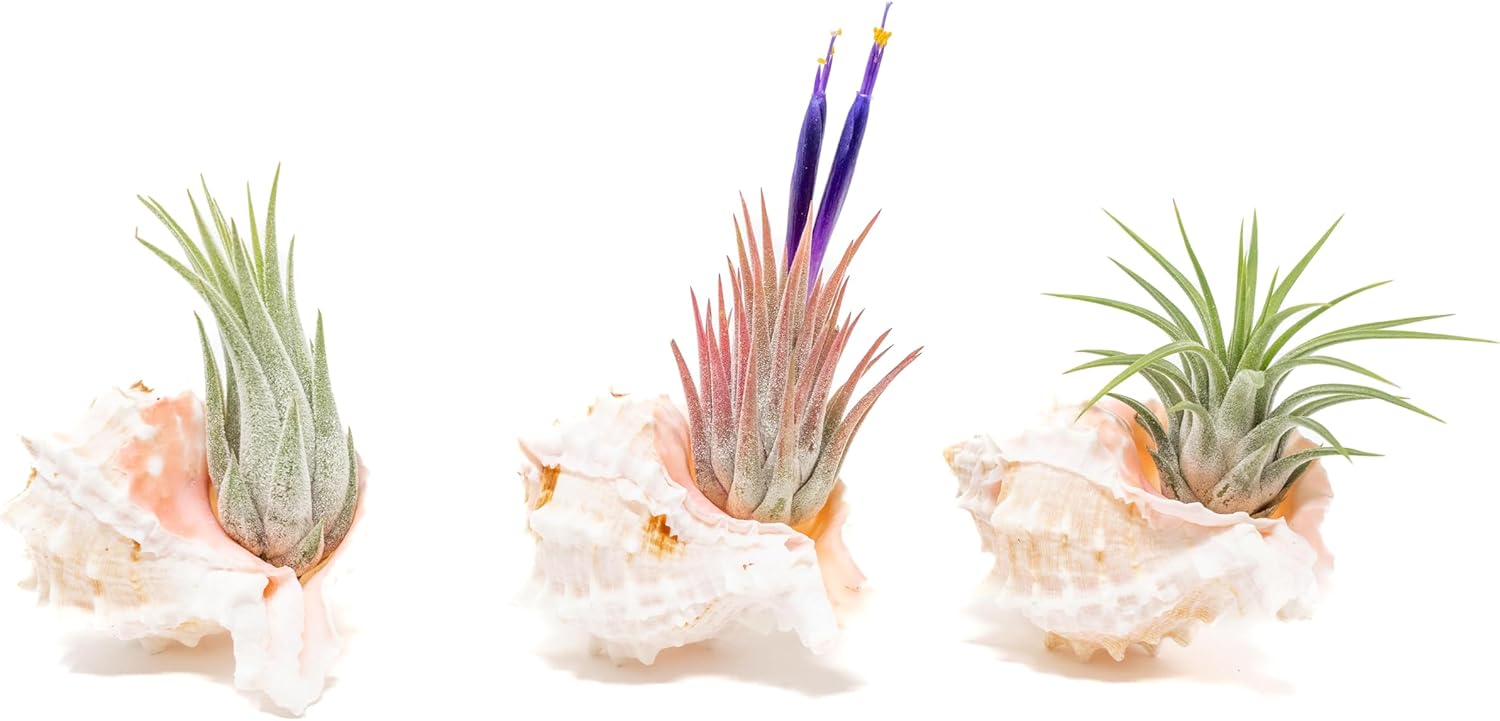 Air Plant Shop Set of 3 Pink Murex Seashells with Tillandsia Ionantha Air Plants - Wholesale and Bulk - Succulents - Live Tillandsia - Easy Care Indoor and Outdoor House Plants