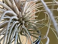 Review Image by mollybug