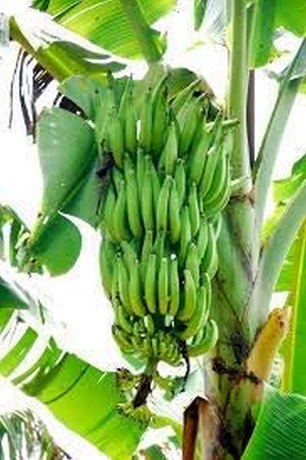 Creative Farmer Live Plant Rare Tissue Culture Nendran Banana Swarnamukhi On Poly Bag (Tissue Culture) High Yield (1 Healthy Live Sweet Fruit Plant) (B08P5V5F6G) Amazon Price History, Amazon Price Tracker