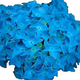 Dooley Blue Hydrangea Macrophylla, Live Garden Plant, Large Flowering Shrub with Vibrant Blue Blooms (5 Gallon/Single)