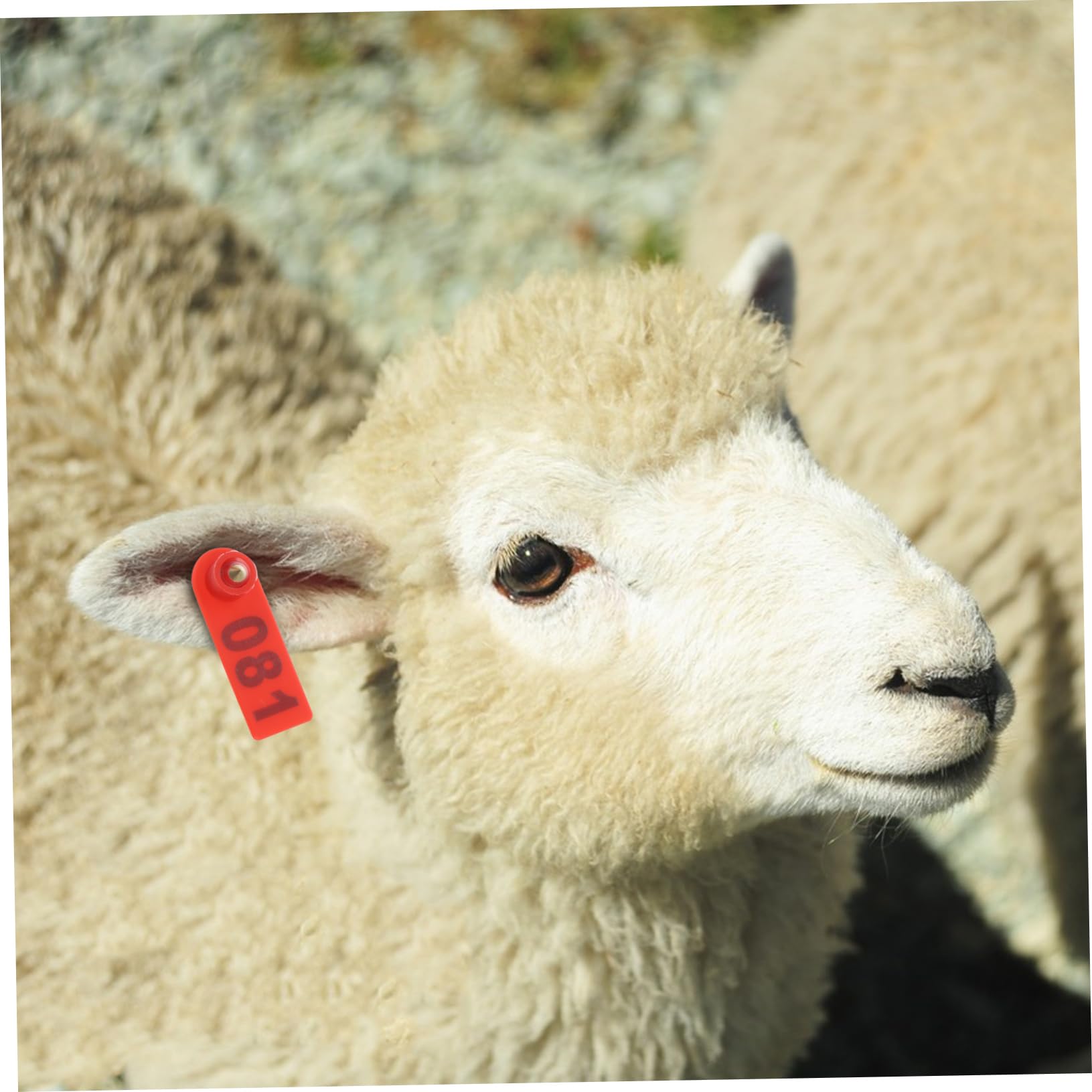 TOYANDONA 100pièces Boucle Auriculaire Numérotée Pour Identification Du Bétail Étiquette Auriculaire Plastique Pour Vaches Bovins Chèvres Et Moutons