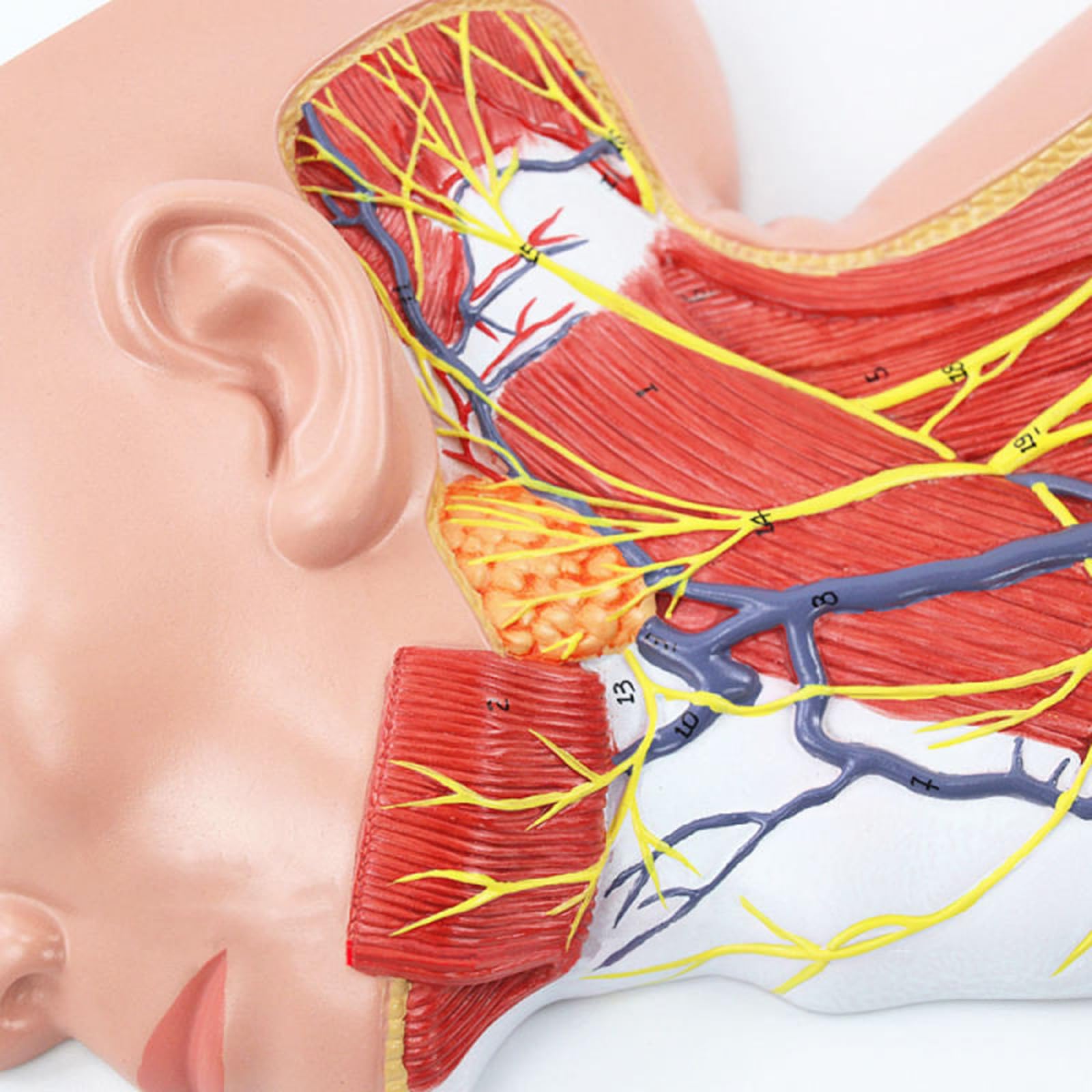 Model Powierzchownych Mięśni Szyi Nerwowo -Naczyniowych - Częściowy -Anatomiczny Model Szyi, Naukowo Dokładne Materiały Dydaktyczne Medyczne.