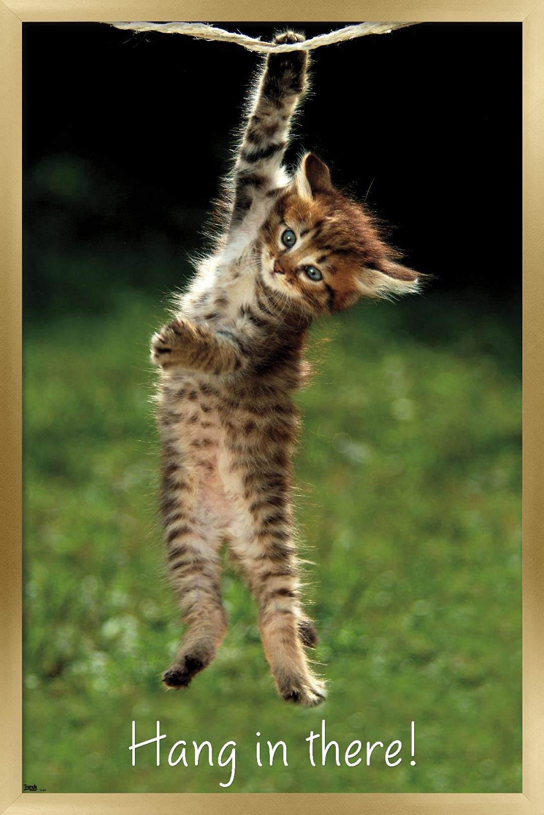 Famous Kitten Hang In There Poster Wall Poster, 22.4L" x 14.7W", Gold Framed Version