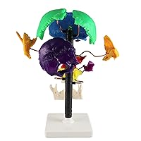 Vista 3 de Vision Scientific VAL252 Modelo Beauchene multicolor de tamaño real "Exploded" para mostrar cómo los huesos encajan juntos Desarticulado