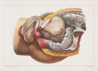 Anatomy URINARY SYSTEM DISSECTION print SRA3 12x18 conqueror laid paper