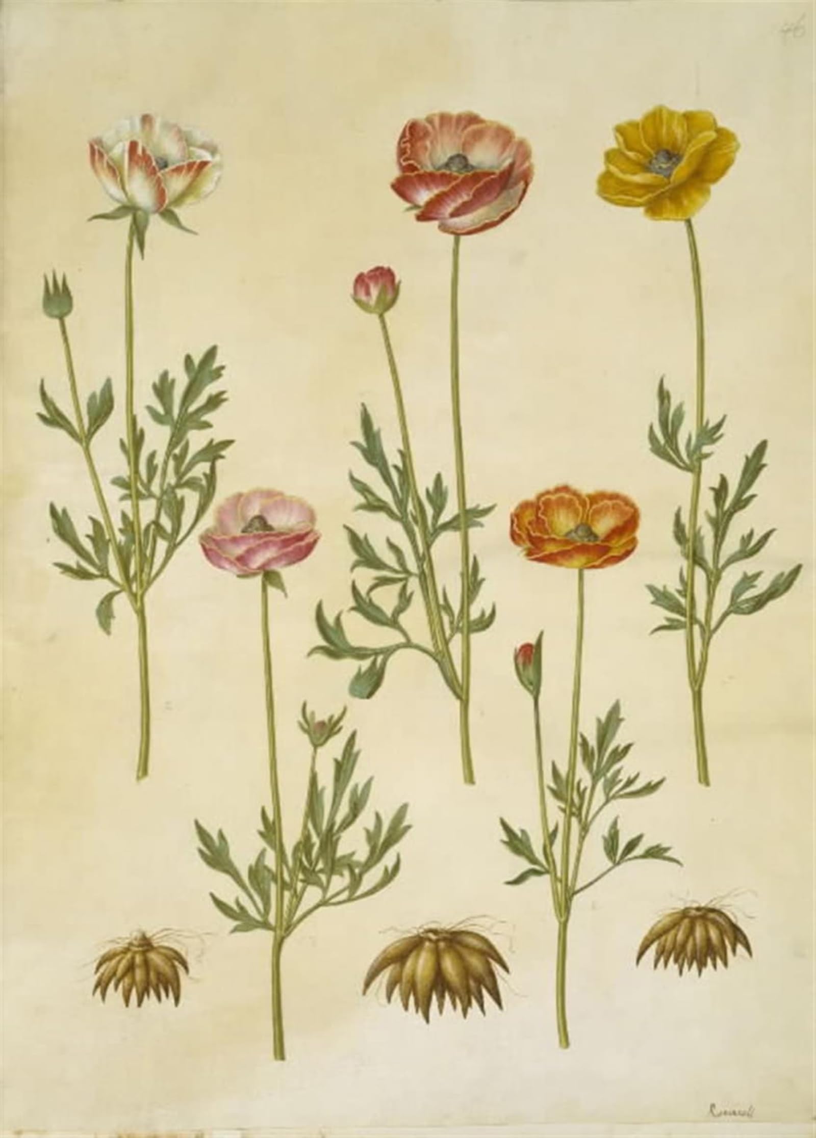 POSTERIIk Famous Modern Artwork Art Mural Ranunculus Asiaticus by Hans Simon Holtzbecker Oil Paintings Pictures for Home Decor 60x90cm