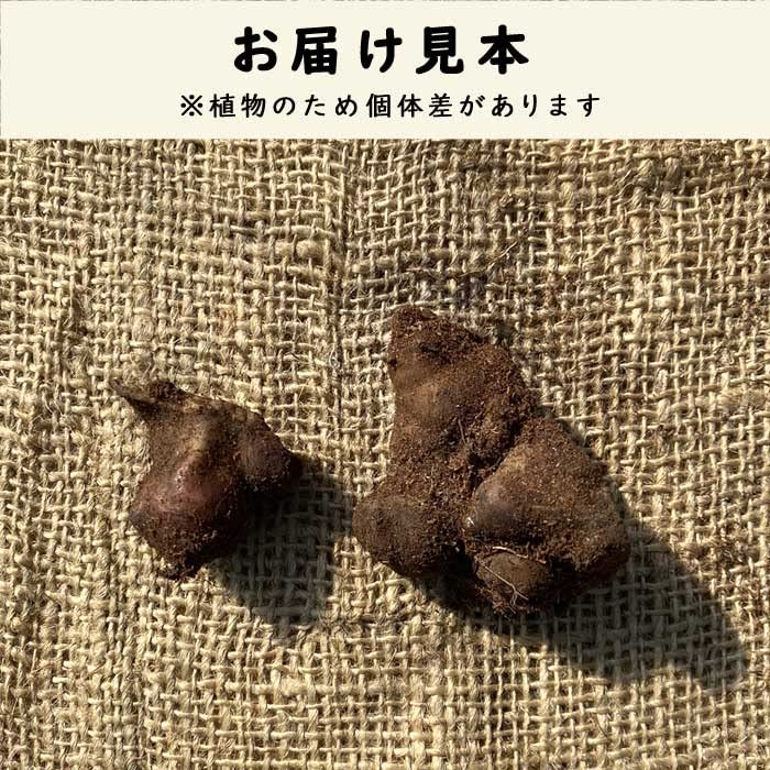 注文用　ヤーコン種芋　小さめ分球 京都産】ヤーコン芋 種芋 : 農事組合法人むぎわらぼうし - 通販